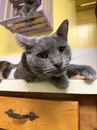 Duke