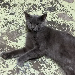 Duke