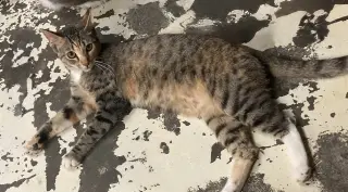 Sybil