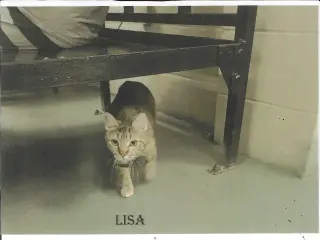Lisa
