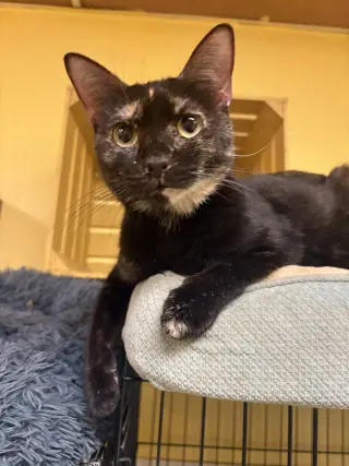 Piper