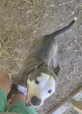 Buddy