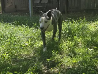 Buddy
