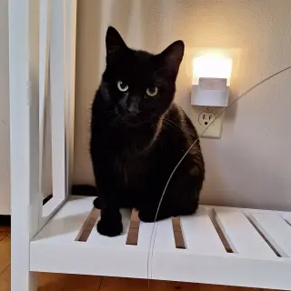 Elvis