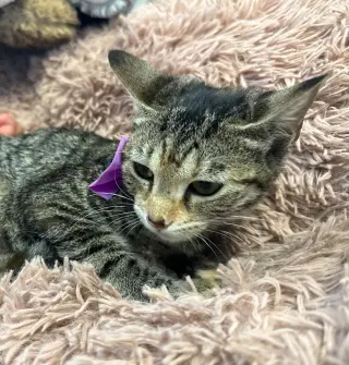 PIPER