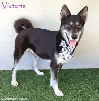 Victoria