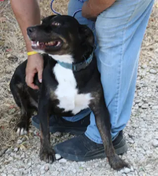 Brutus