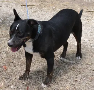 Brutus
