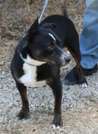 Brutus