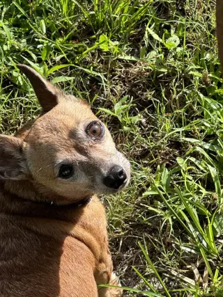 JUNE BUG
