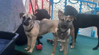 Kari