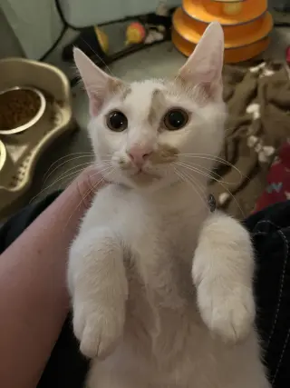 Ken
