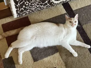 Ken