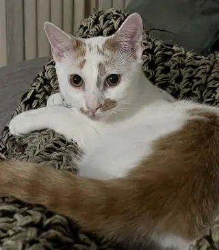 Ken