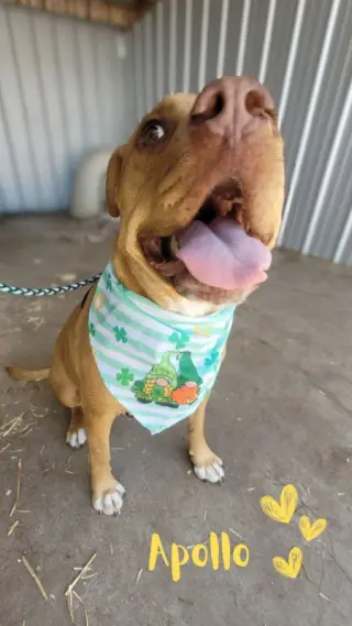Apollo