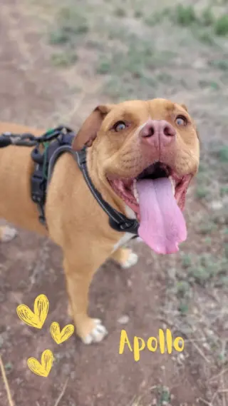 Apollo