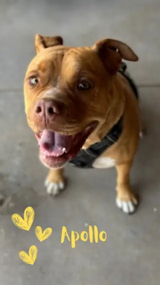Apollo