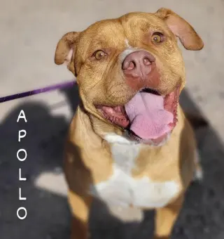 Apollo