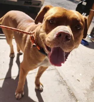 Apollo