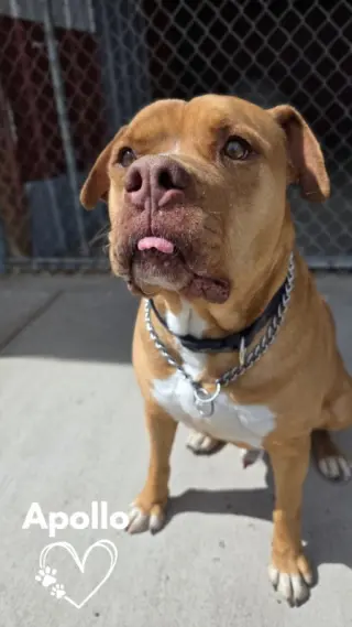 Apollo