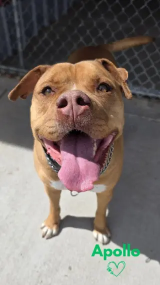 Apollo