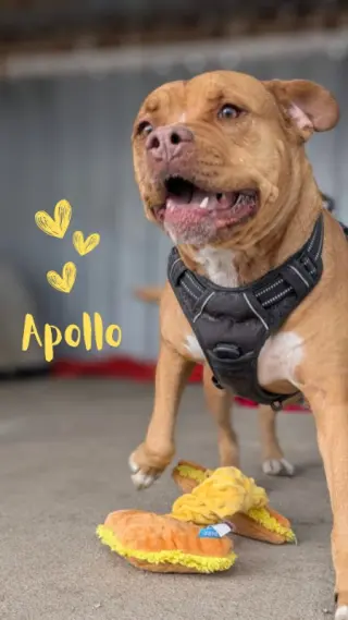 Apollo