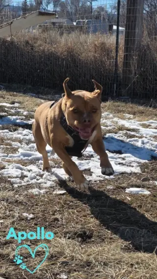Apollo