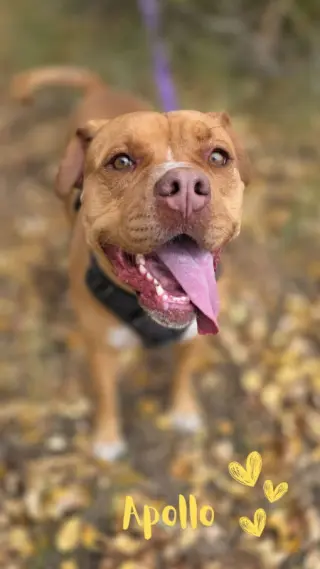 Apollo