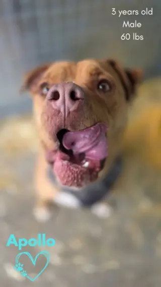 Apollo