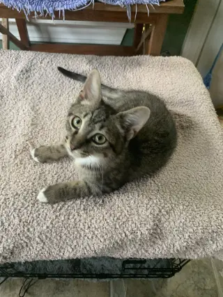 Axle