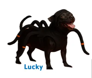 Lucky