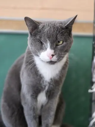 Bella
