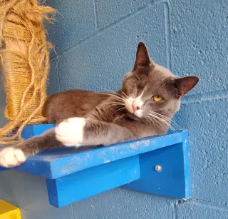 Bella