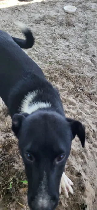 FIDGET