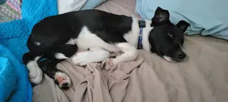 FIDGET