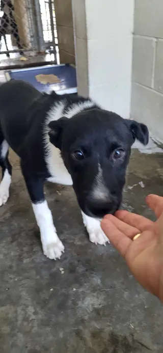 FIDGET