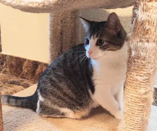 Hazel