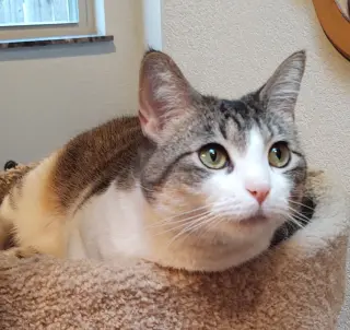 Hazel