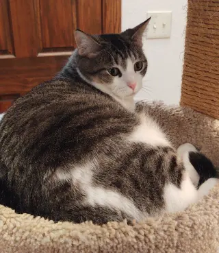 Hazel