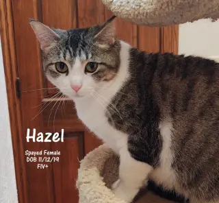 Hazel