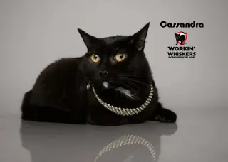 CASSANDRA