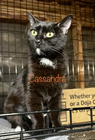 CASSANDRA
