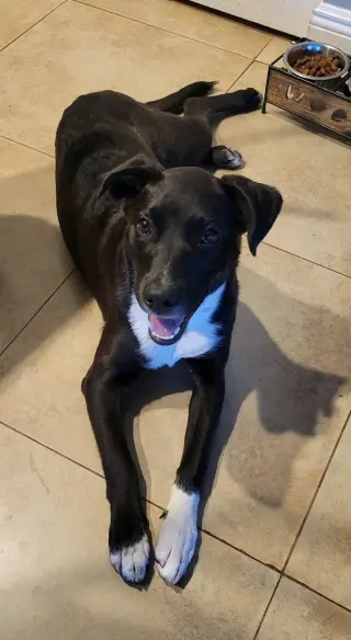 Piper