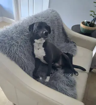 Piper