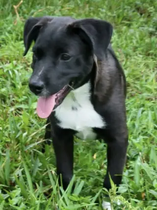 Piper