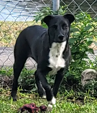 Piper