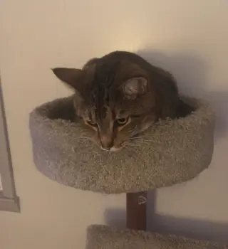 Simon