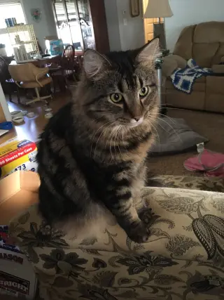 Simon
