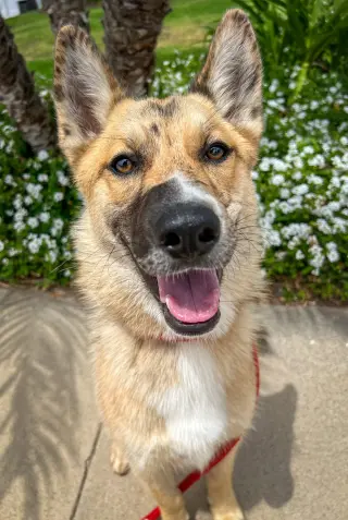 Foxy