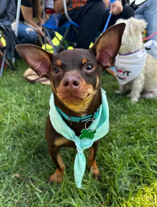 Dodger